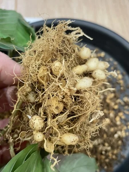 マランタ シルバーバンド 根 芋