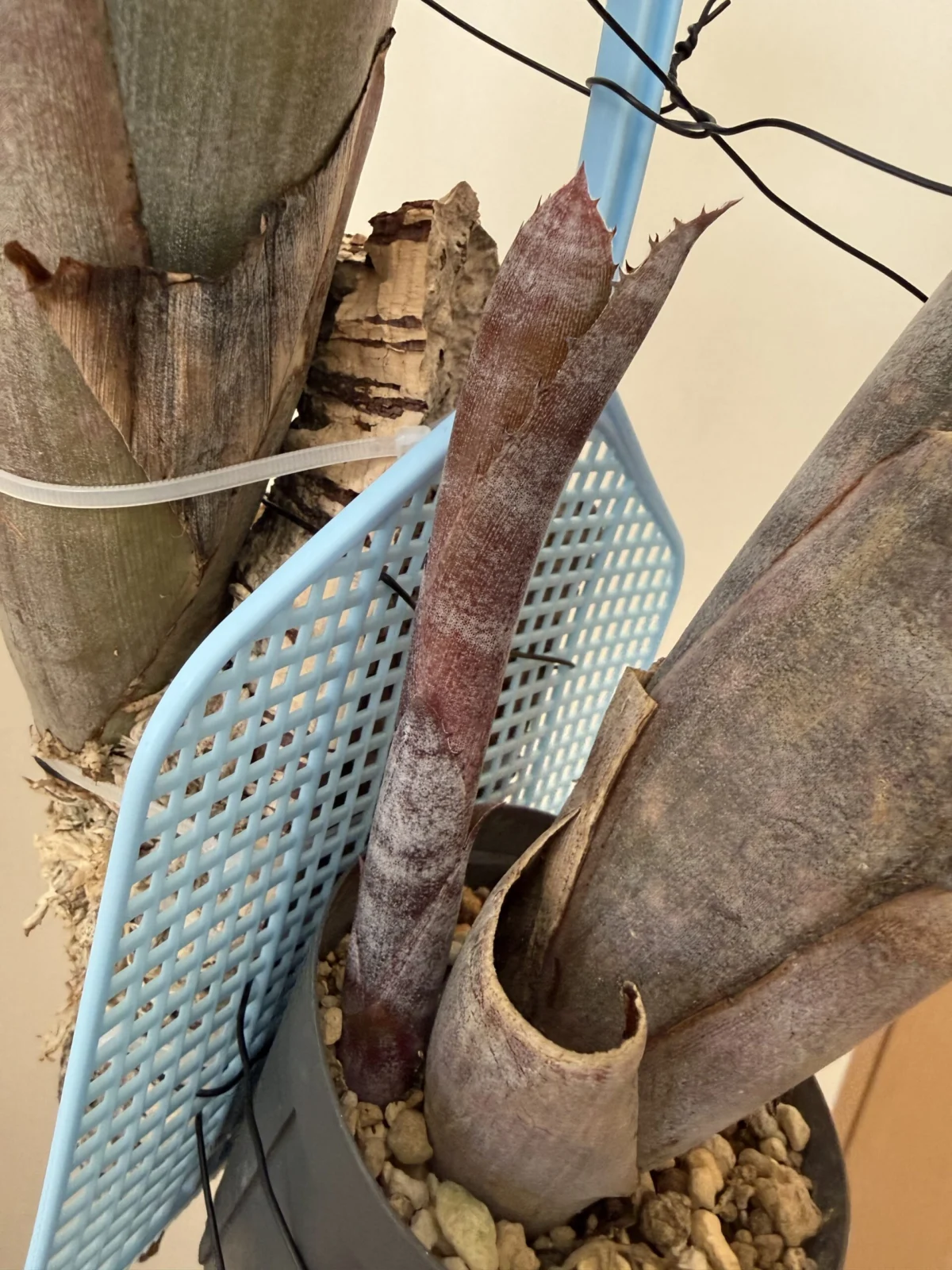 ビルベルギア ビッタータ