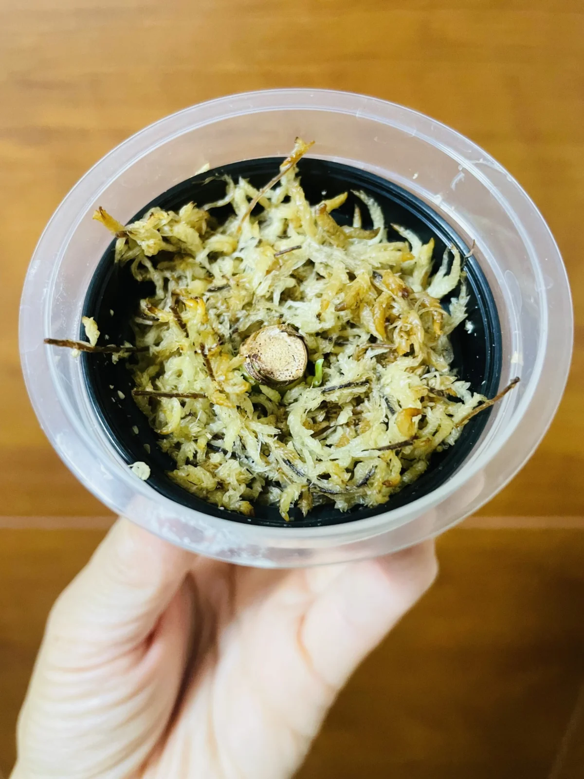 フィロデンドロン バーキン 新芽