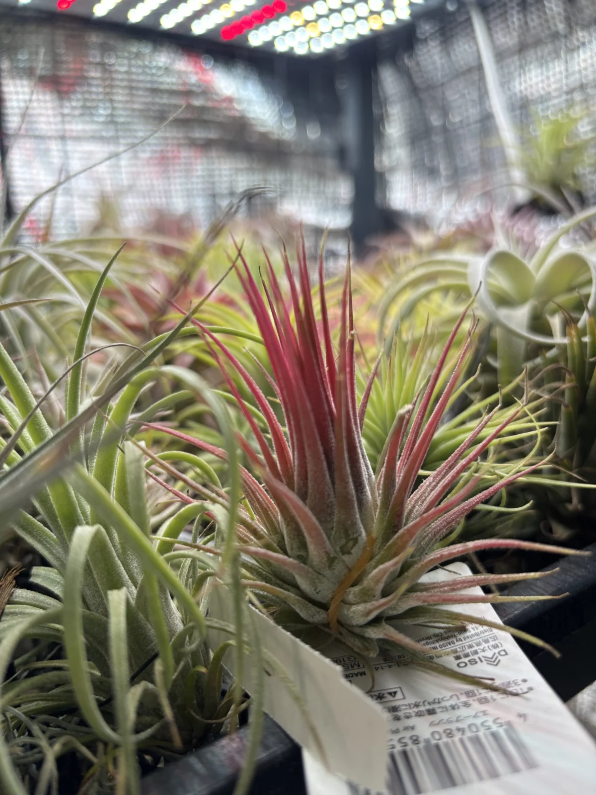 ティランジア　イオナンタ　ダイソー