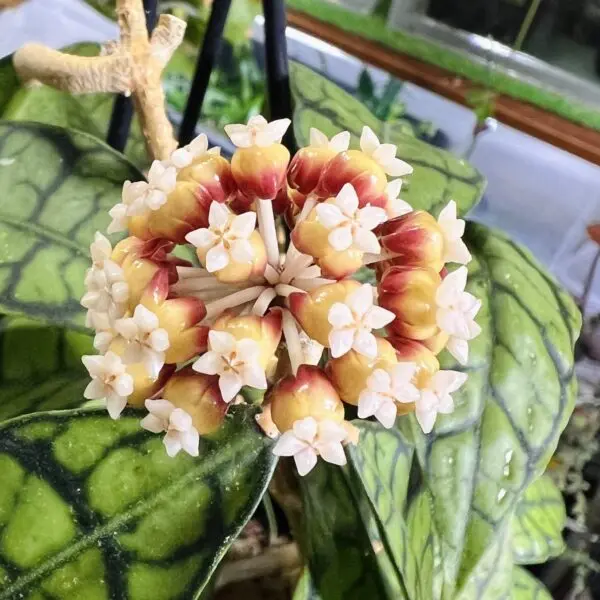 ホヤ カリストフィラ 1ヶ月前に咲いた花座と同じ所から2度目の開花