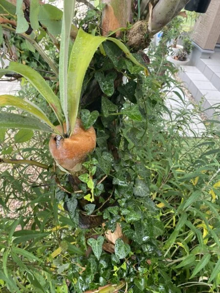 ビカクシダ ベイチー