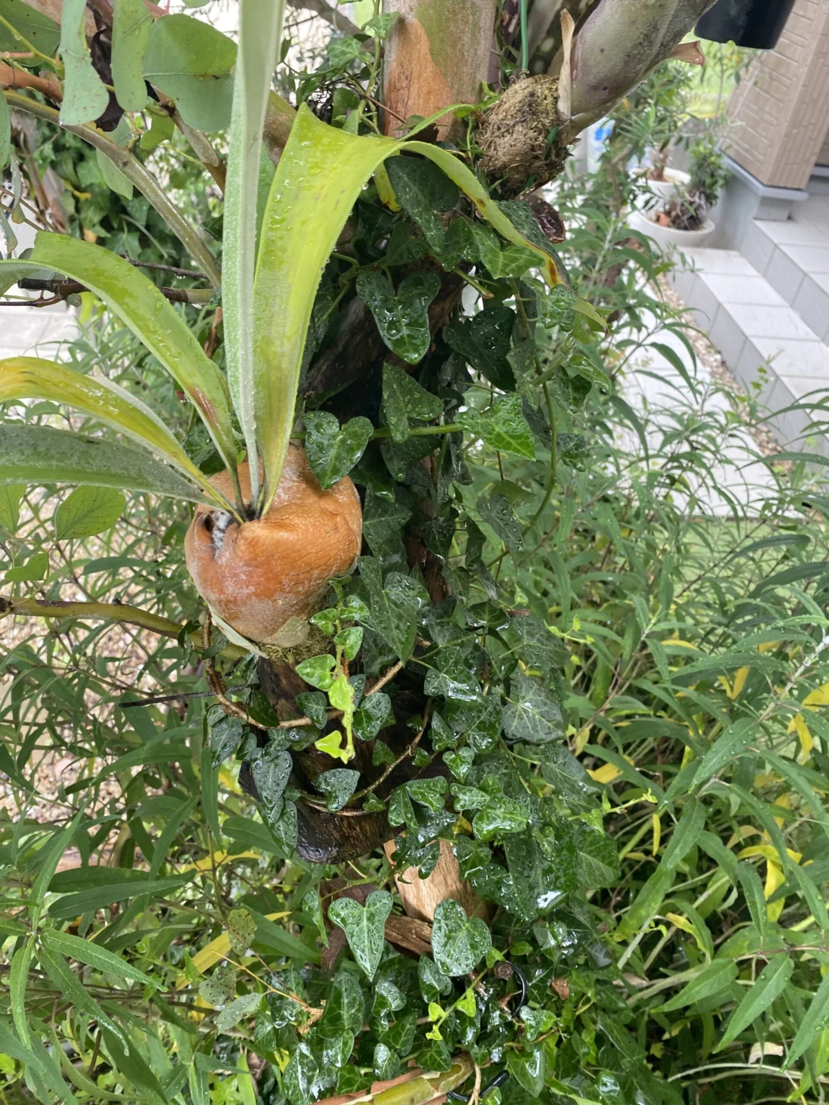 ビカクシダ　ベイチー