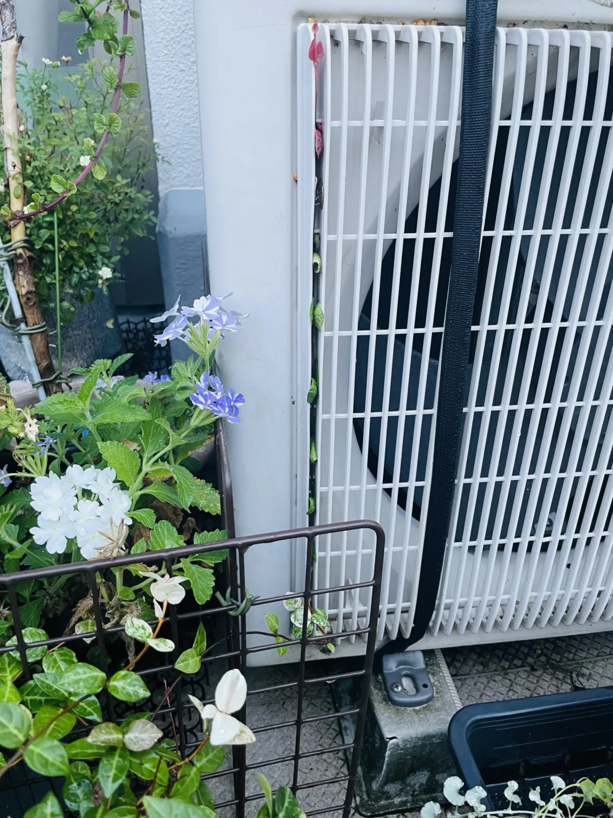 ハツユキカズラ 新芽