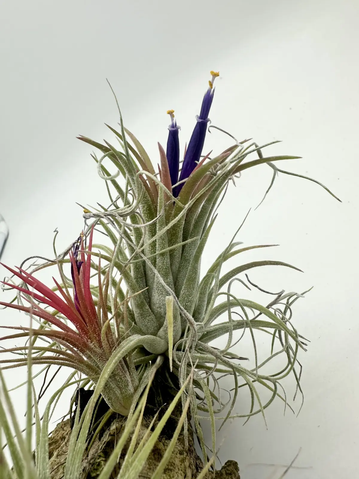 ティランジア　イオナンタ　不明種