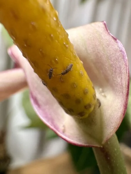 アンスリウム ベッセアエアフ 花 トビムシ