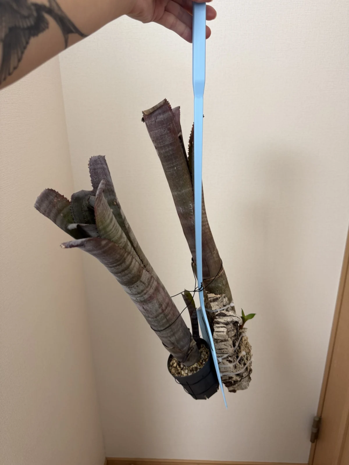 ビルベルギア ビッタータ