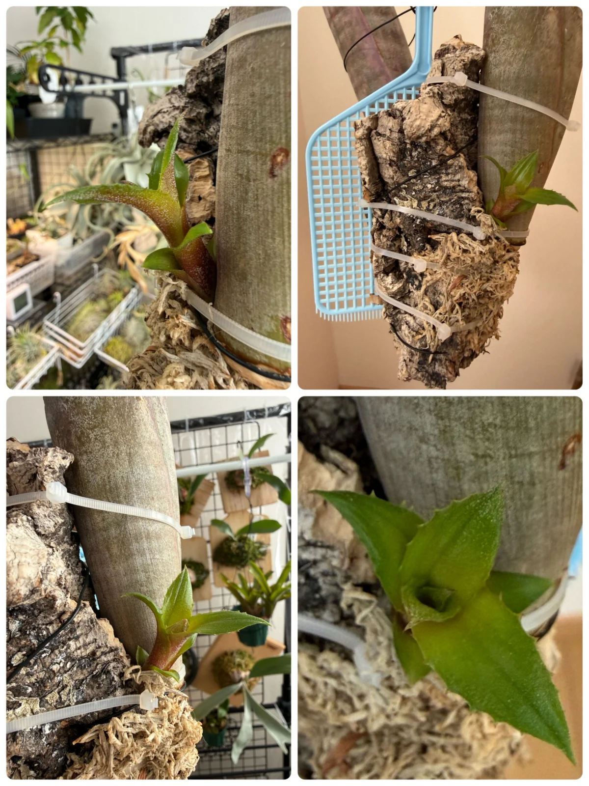 ビルベルギア ビッタータ