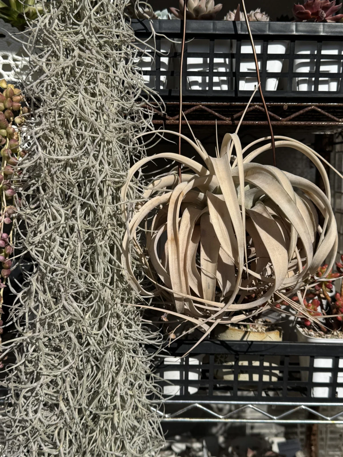 ティランジア ウスネオイデス キセログラフィカ 外管理