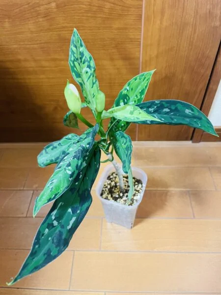 アグラオネマ　ピクタム　トリカラー　細葉　花