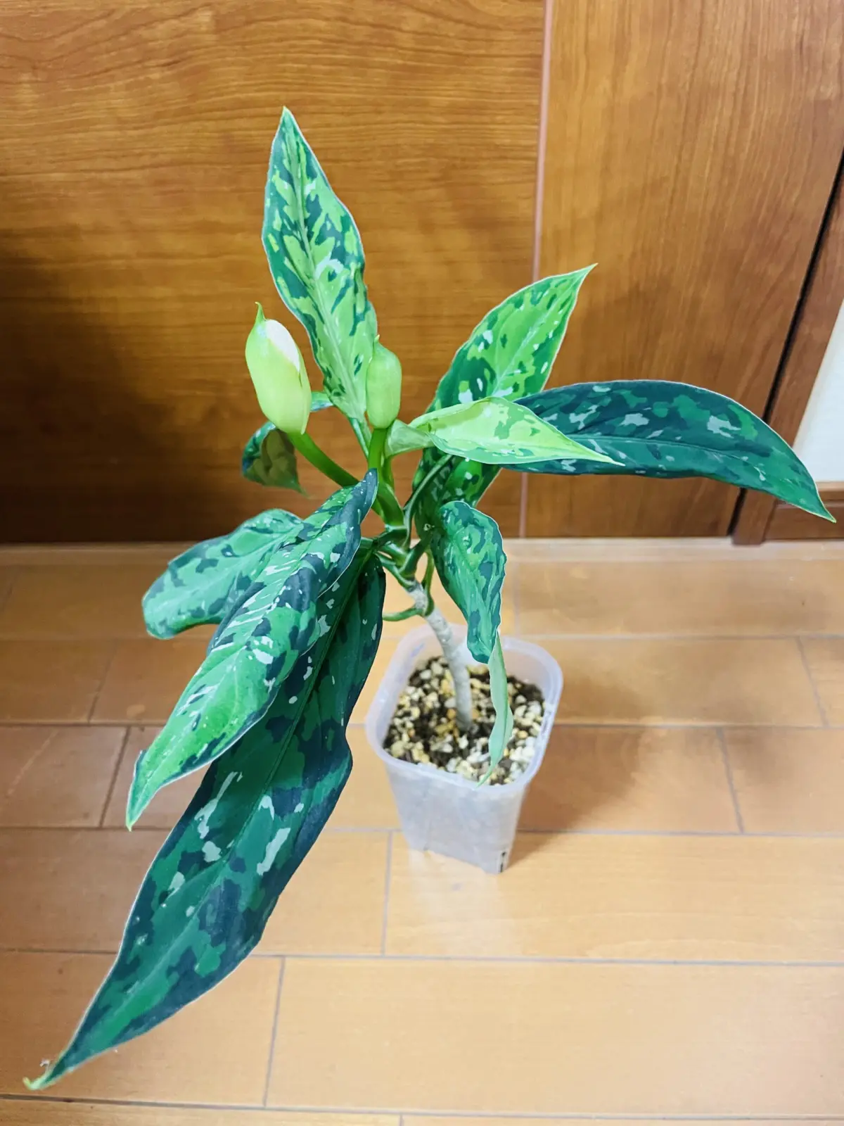 アグラオネマ　ピクタム　トリカラー　細葉　花