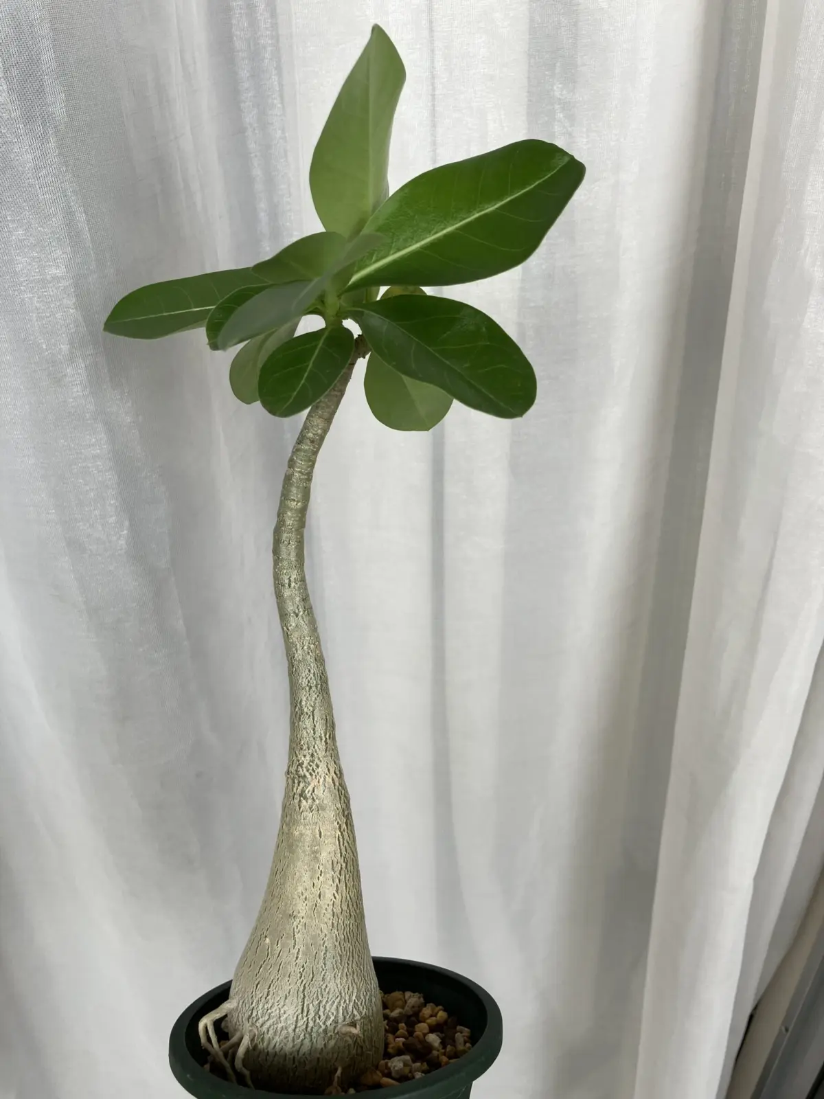 アデニウム　アラビカム