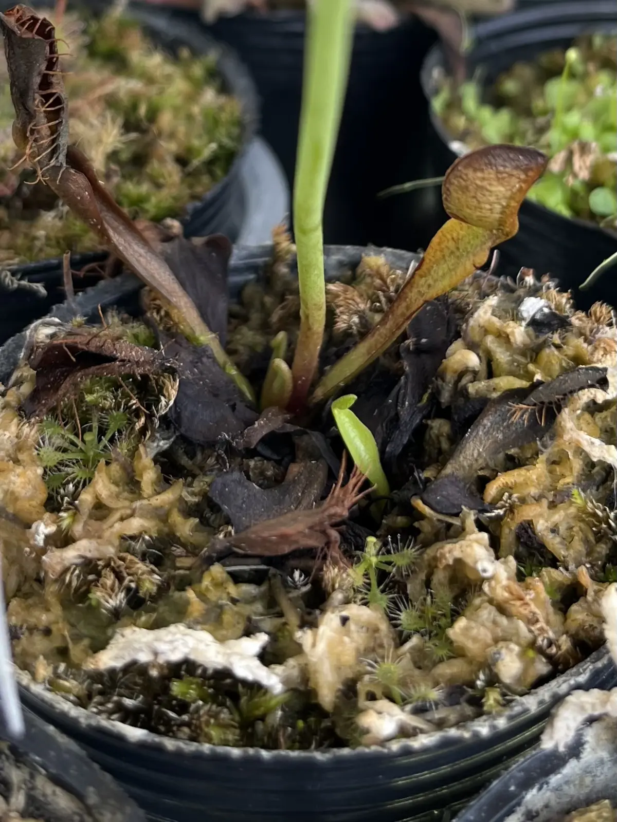 食虫植物　ハエトリグサ　ハエトリソウ　ディオネア
