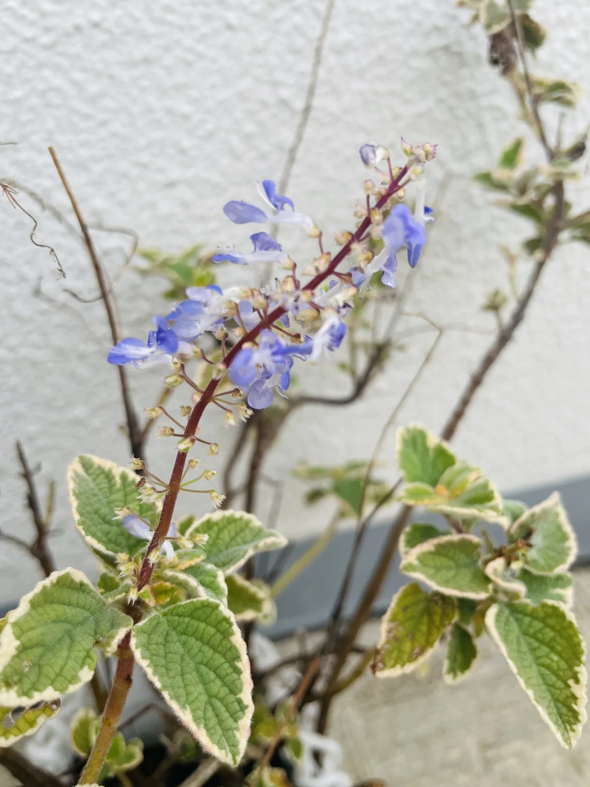 ディクラスティリス グロービフォリア 花