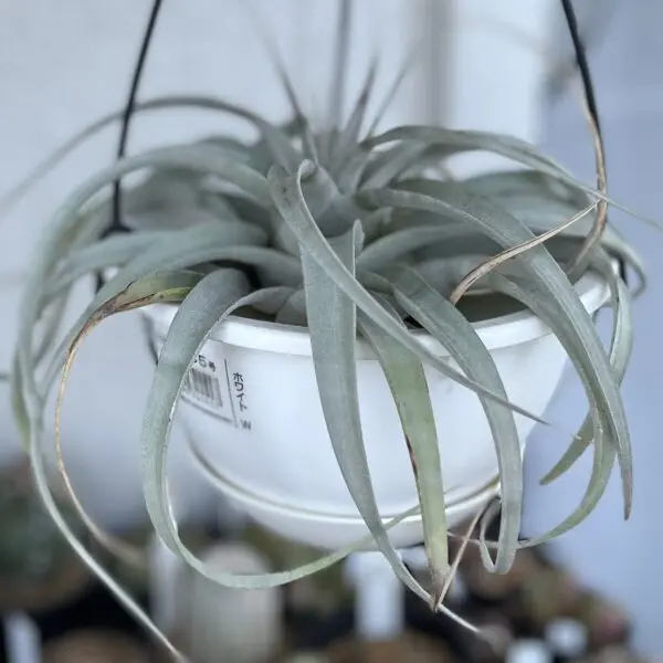 ティランジア　キセログラフィカ