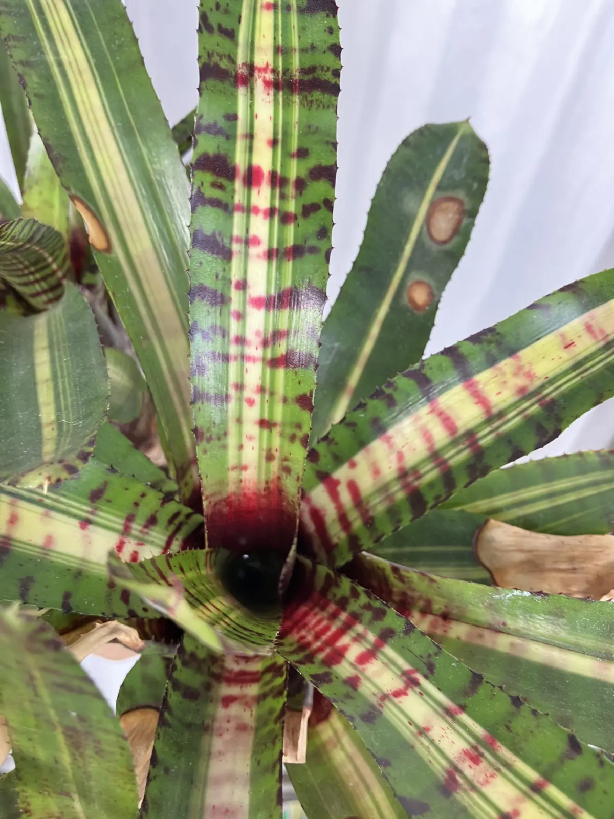 ネオレゲリア　アンリリーブド　上から