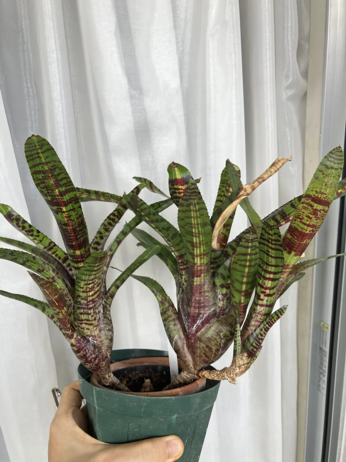 ネオレゲリア　アンリリーブド　横