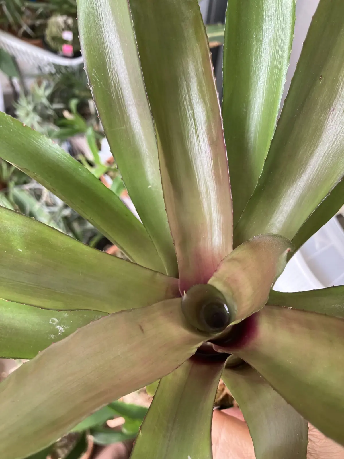 ネオレゲリア　グラナダ