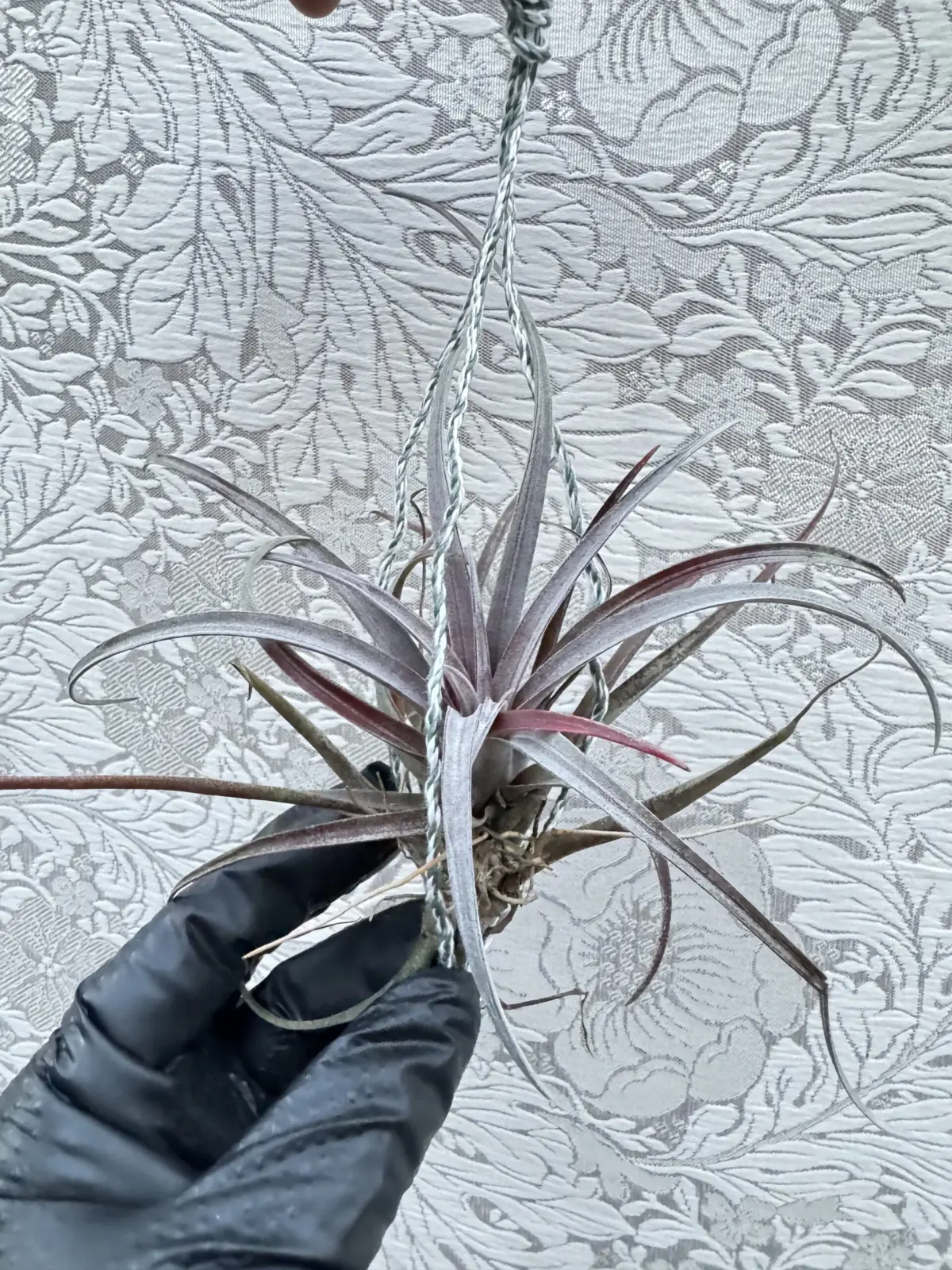 ティランジア カピタータ ドミンゲンシス