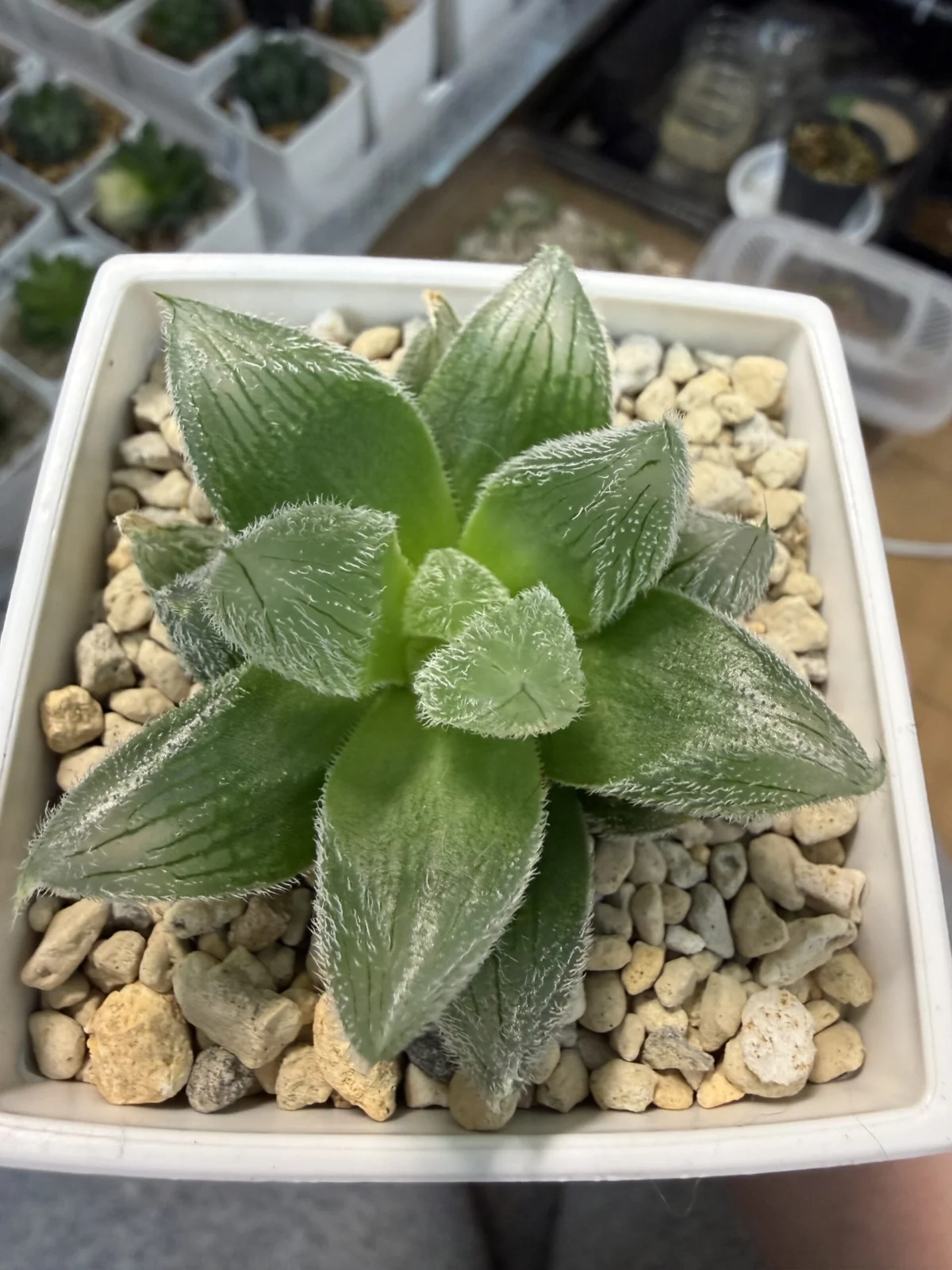 ハオルチア ベヌスタ