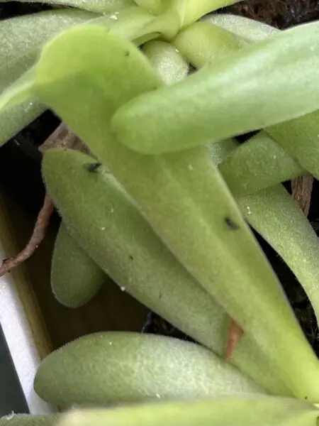 食虫植物　ピンギキュラ　アフロディーテ　ムシトリスミレ　害虫