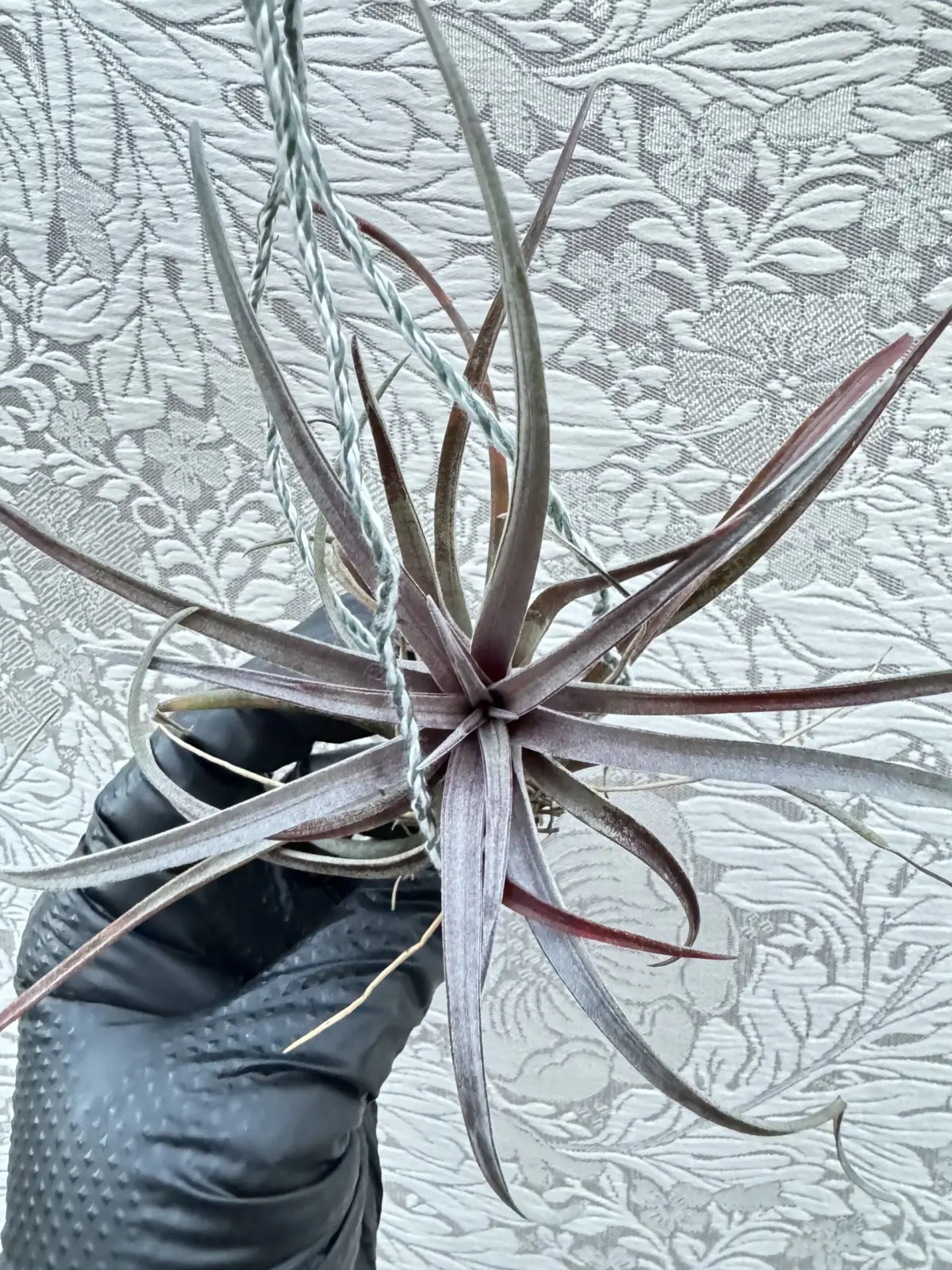 ティランジア カピタータ ドミンゲンシス 天面