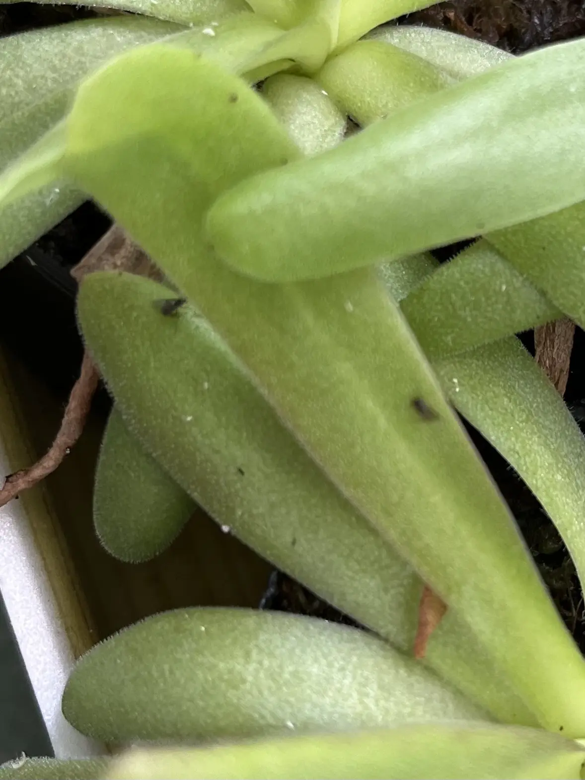 食虫植物　ピンギキュラ　アフロディーテ　ムシトリスミレ　害虫