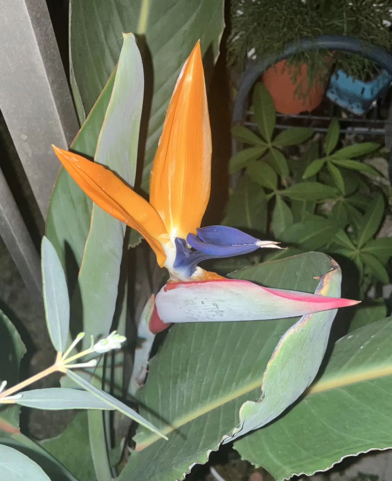 ストレチア　レギネ