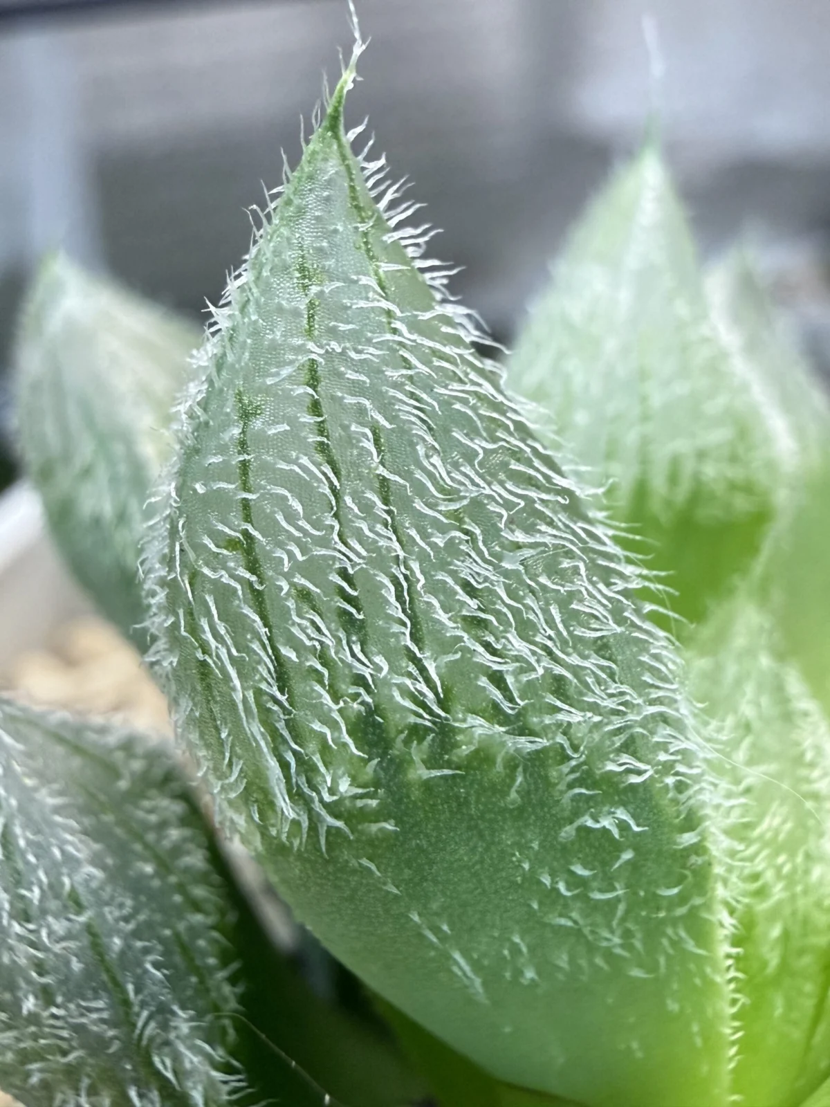 ハオルチア ベヌスタ