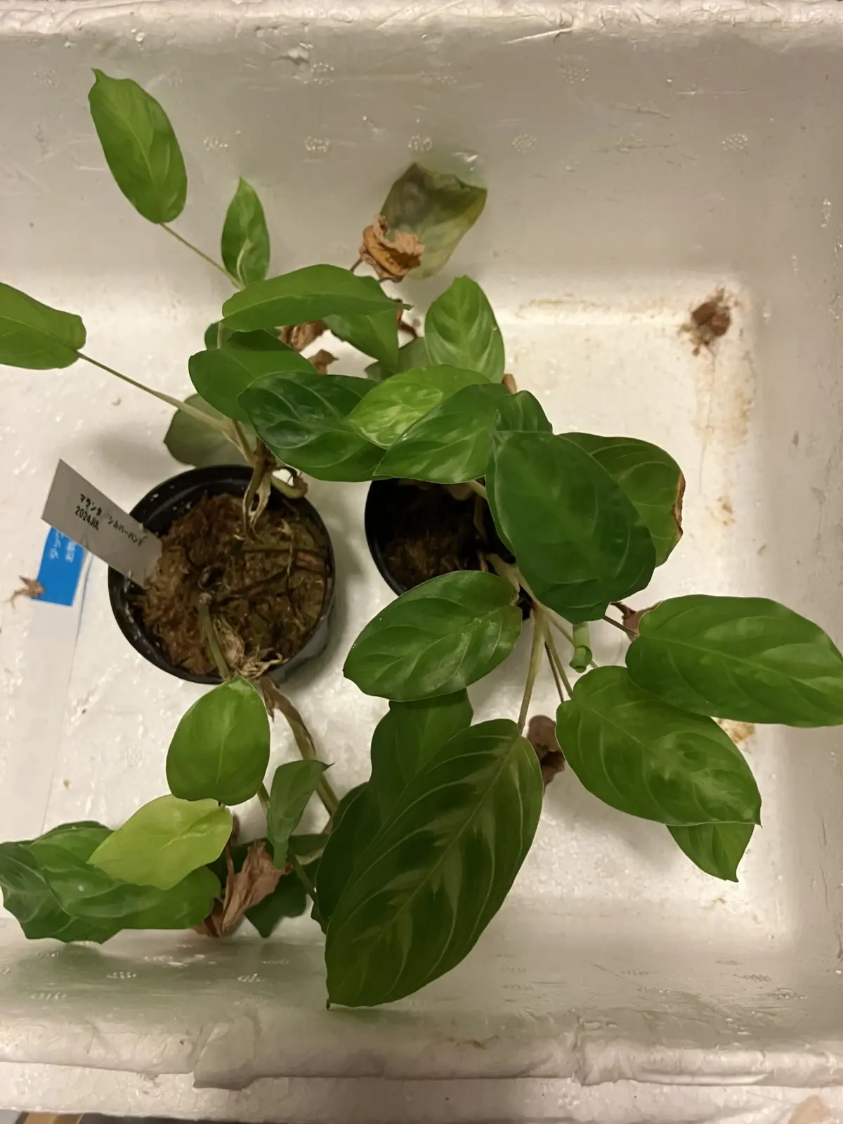 マランタ　不調