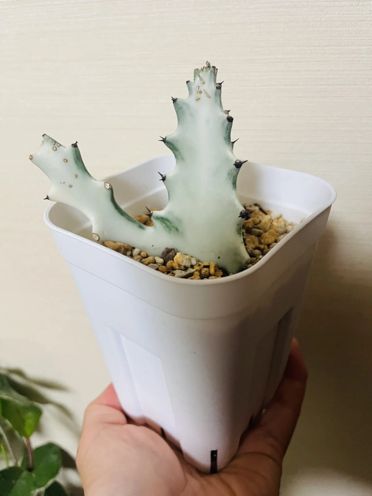 ユーフォルビア ホワイトゴースト