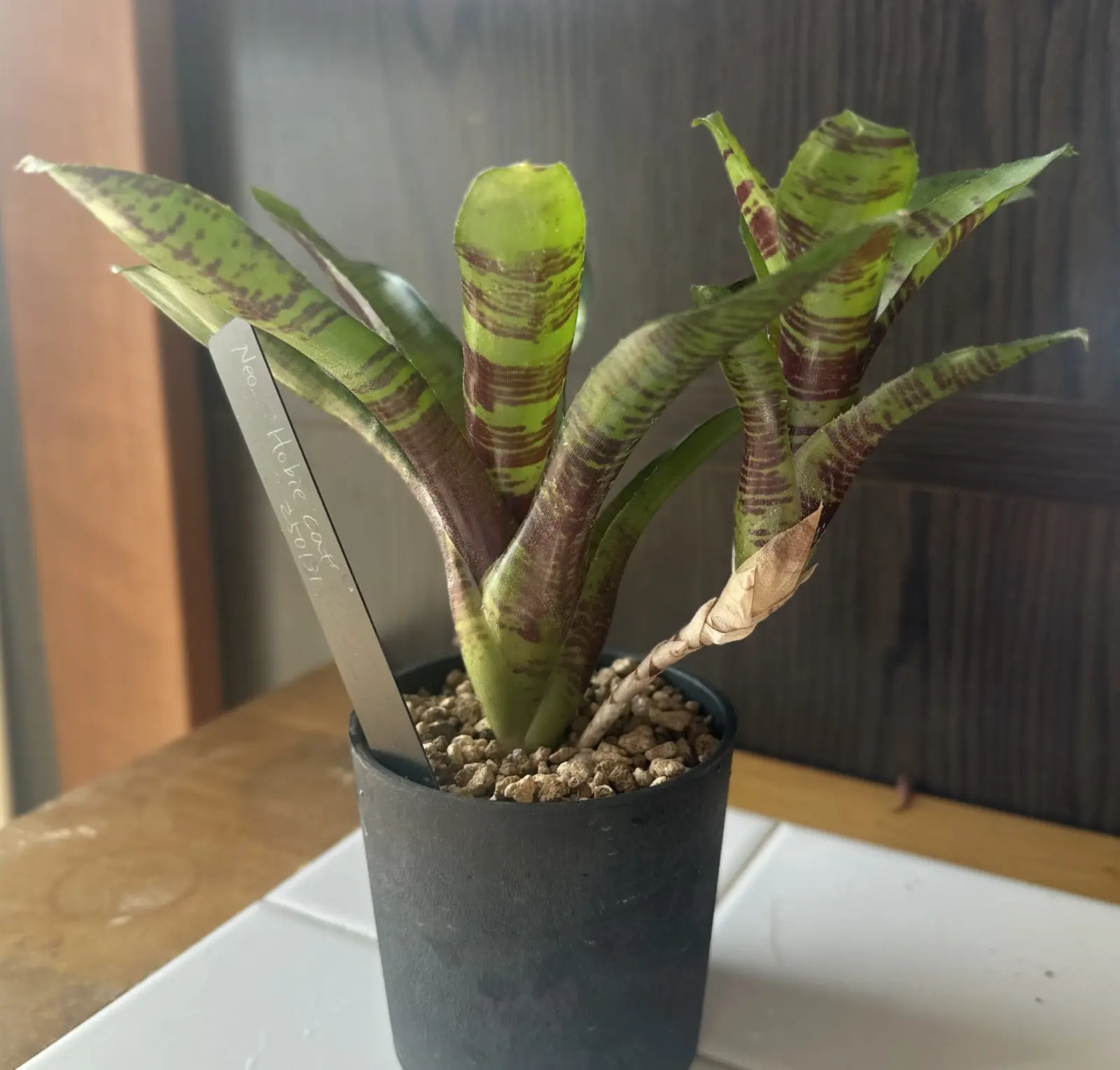 ネオレゲリア ホビーキャット