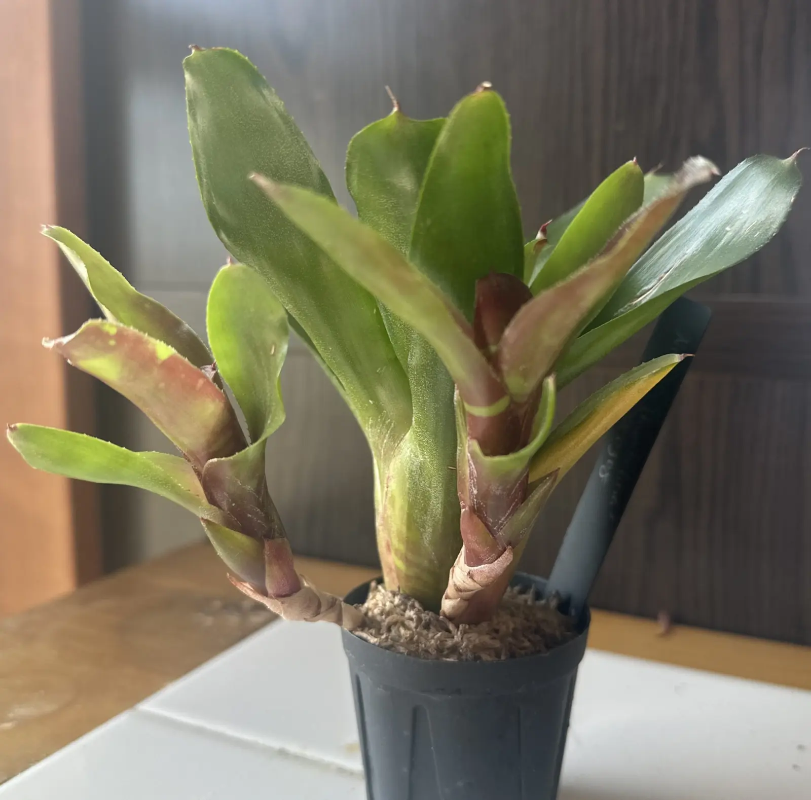 ネオレゲリア サンベリーナ