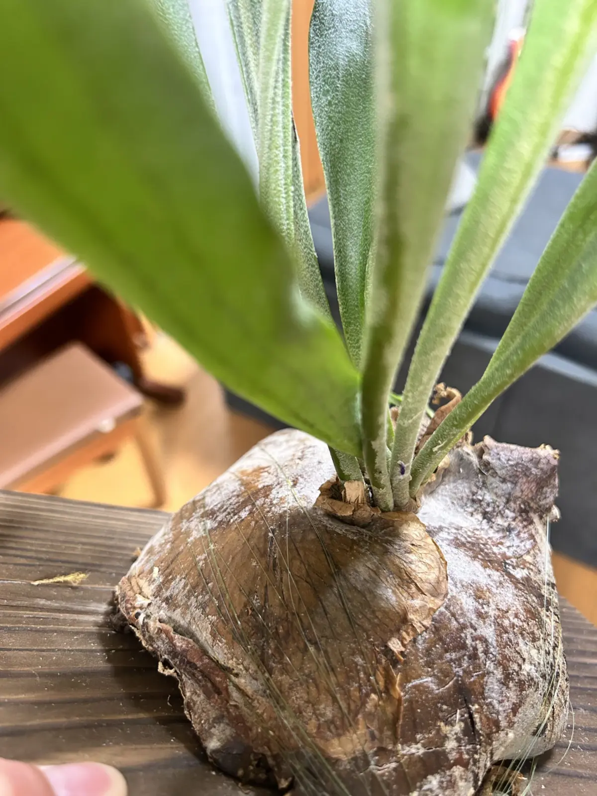 ビカクシダ　札落ち