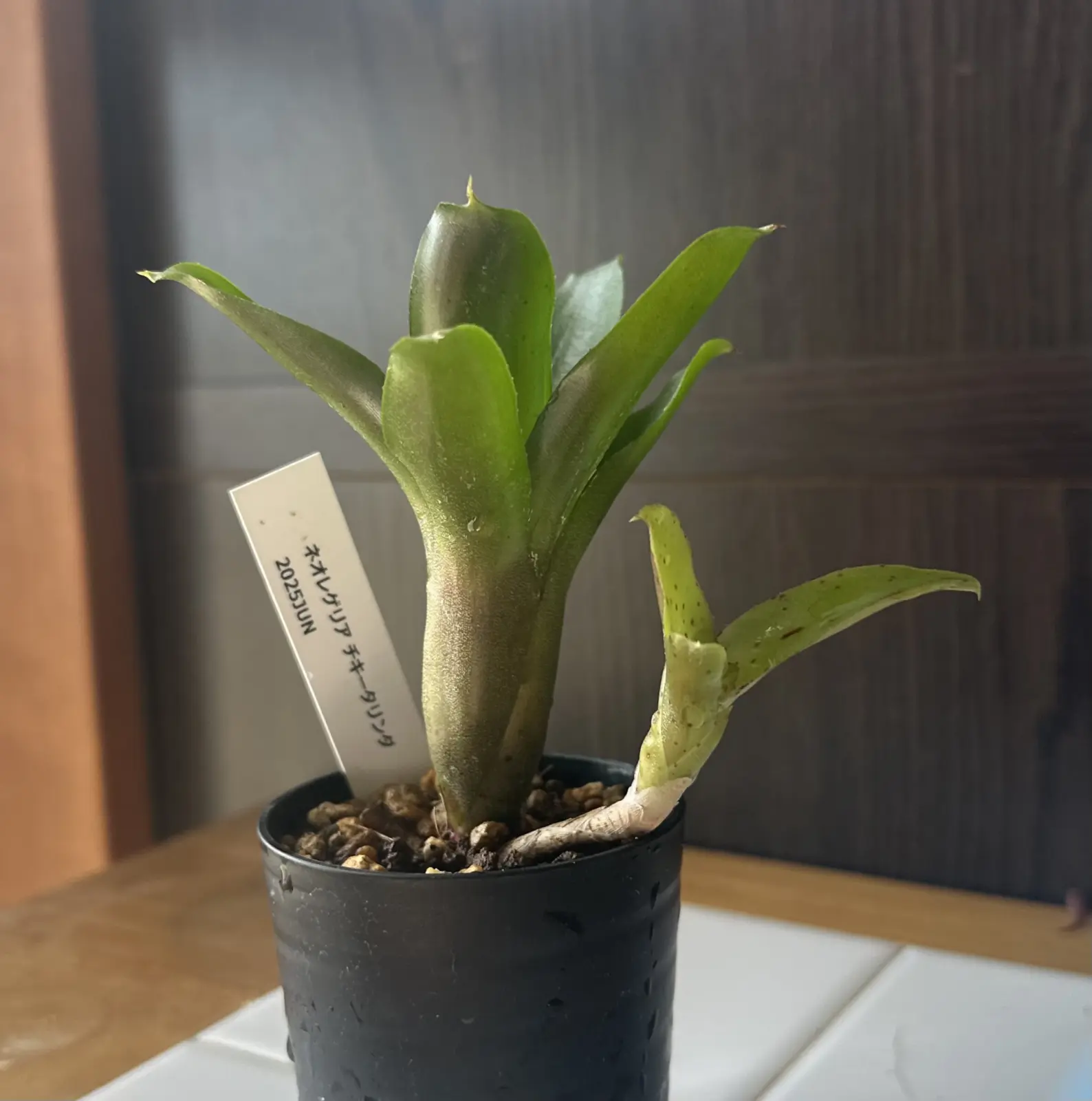 ネオレゲリア チキータリンダ