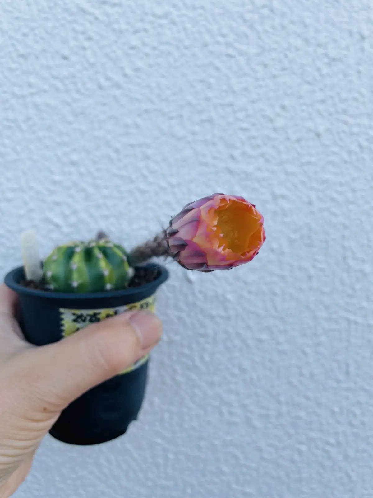 花サボテン　花