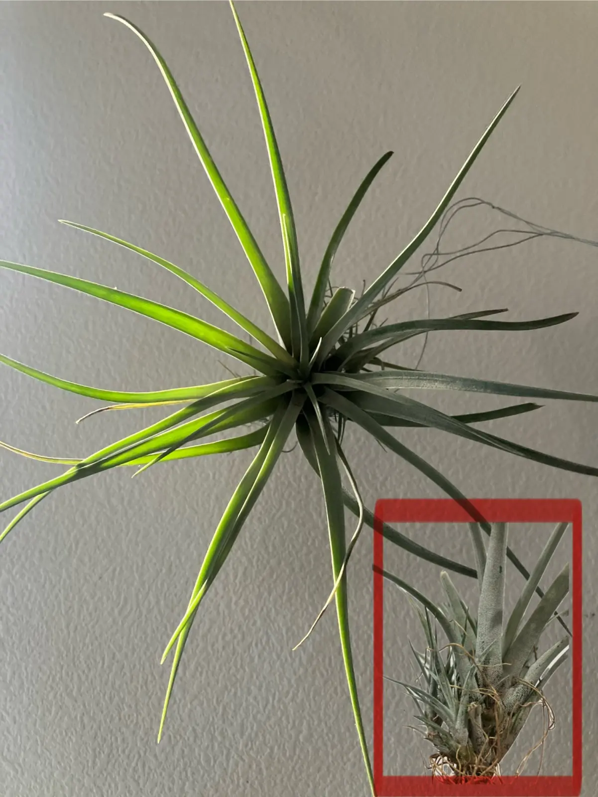 ティランジア　ウトリクラータ