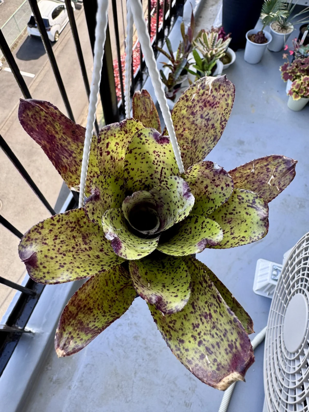 ネオレゲリア　キャビア