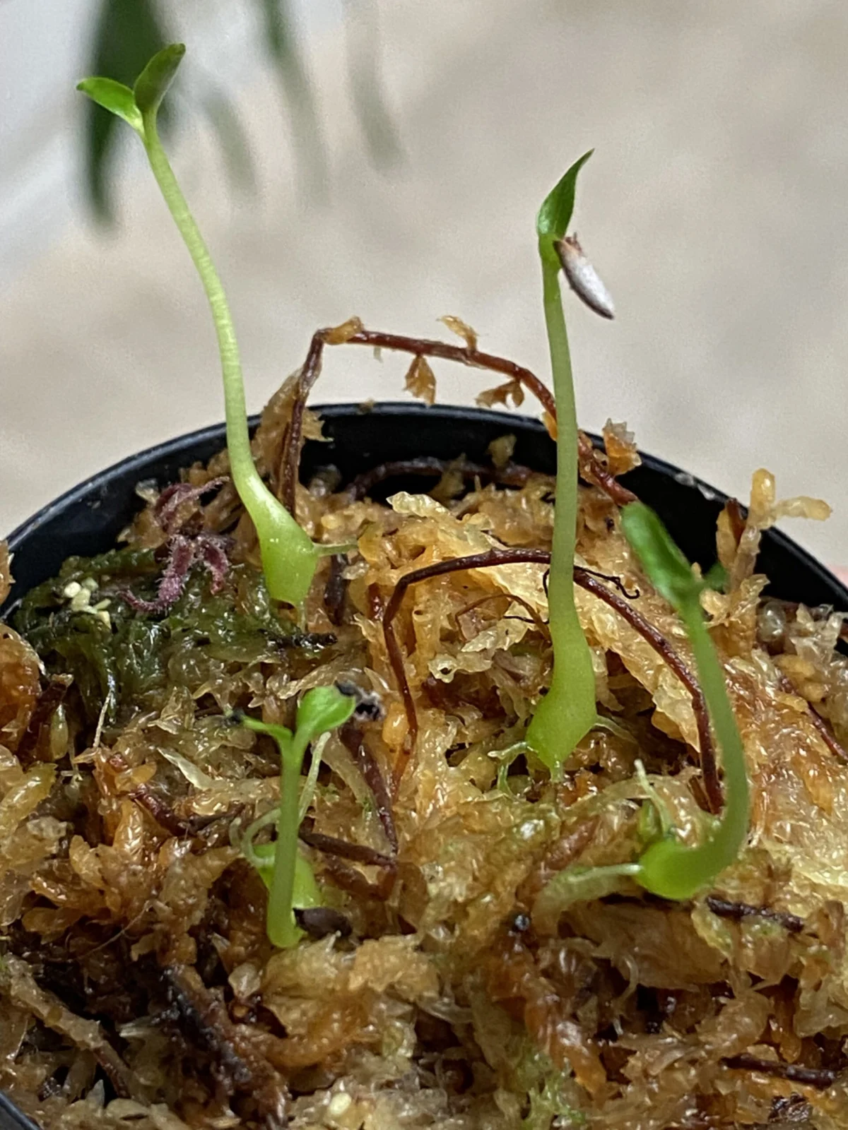 ヒドノフィツム　パプアナム　実生