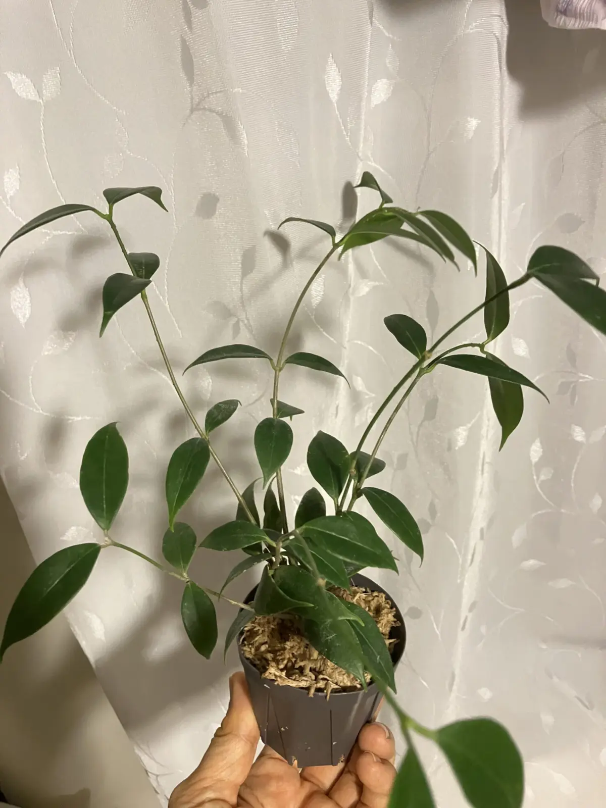 ホヤ　マピゲラ　咲かない