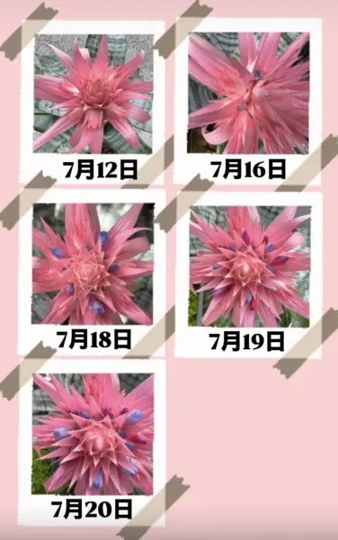 エクメア　ファッシアータ　開花　ホムセン