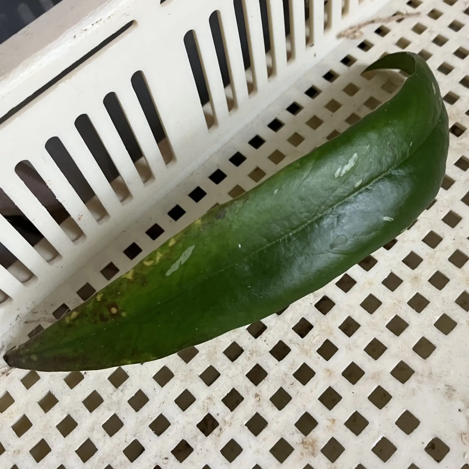 ホヤ　スラウェシアナ　葉っぱ取れた（泣）