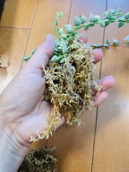 ディスキディア-その3 ルスキフォリア ミリオンハート 水苔の巻き方 悪い例 Navi診断アリ