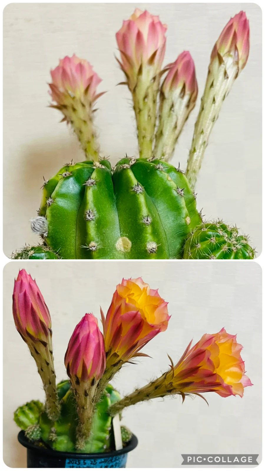 ハナサボテン　ミブノユウヒ　花