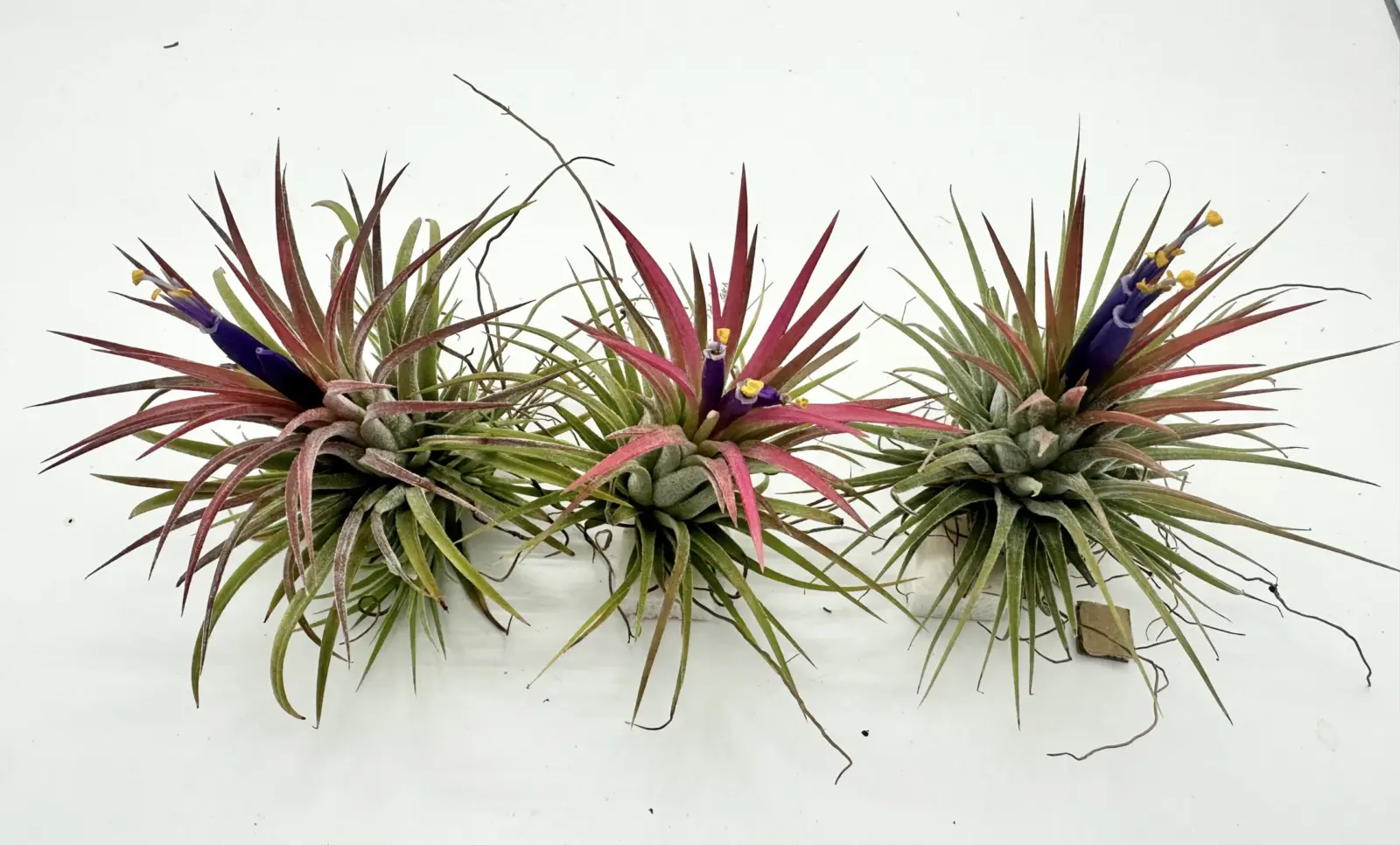 ティランジア　イオナンタ　札落ち