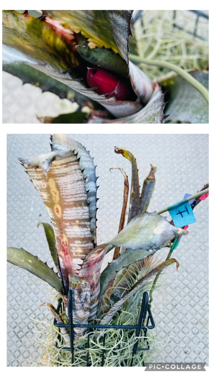 ビルベルギア　パイプライン　ウスネ植え　花芽