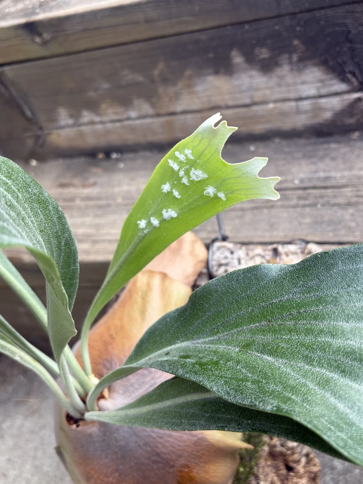 ビカクシダ 害虫 チュウゴクアミガサハゴロモ