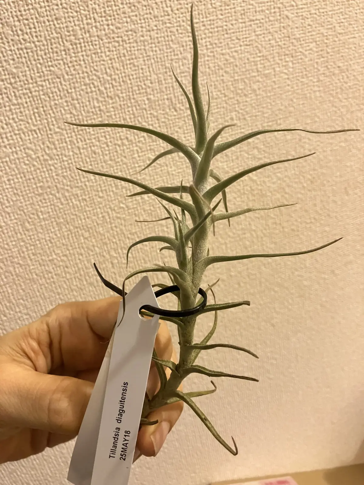 ティランジア　ディアグイテンシス　初めて見た