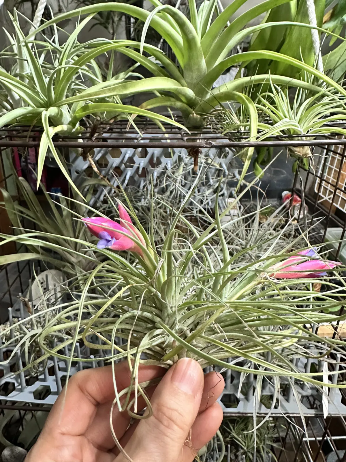 チランジア　不明種