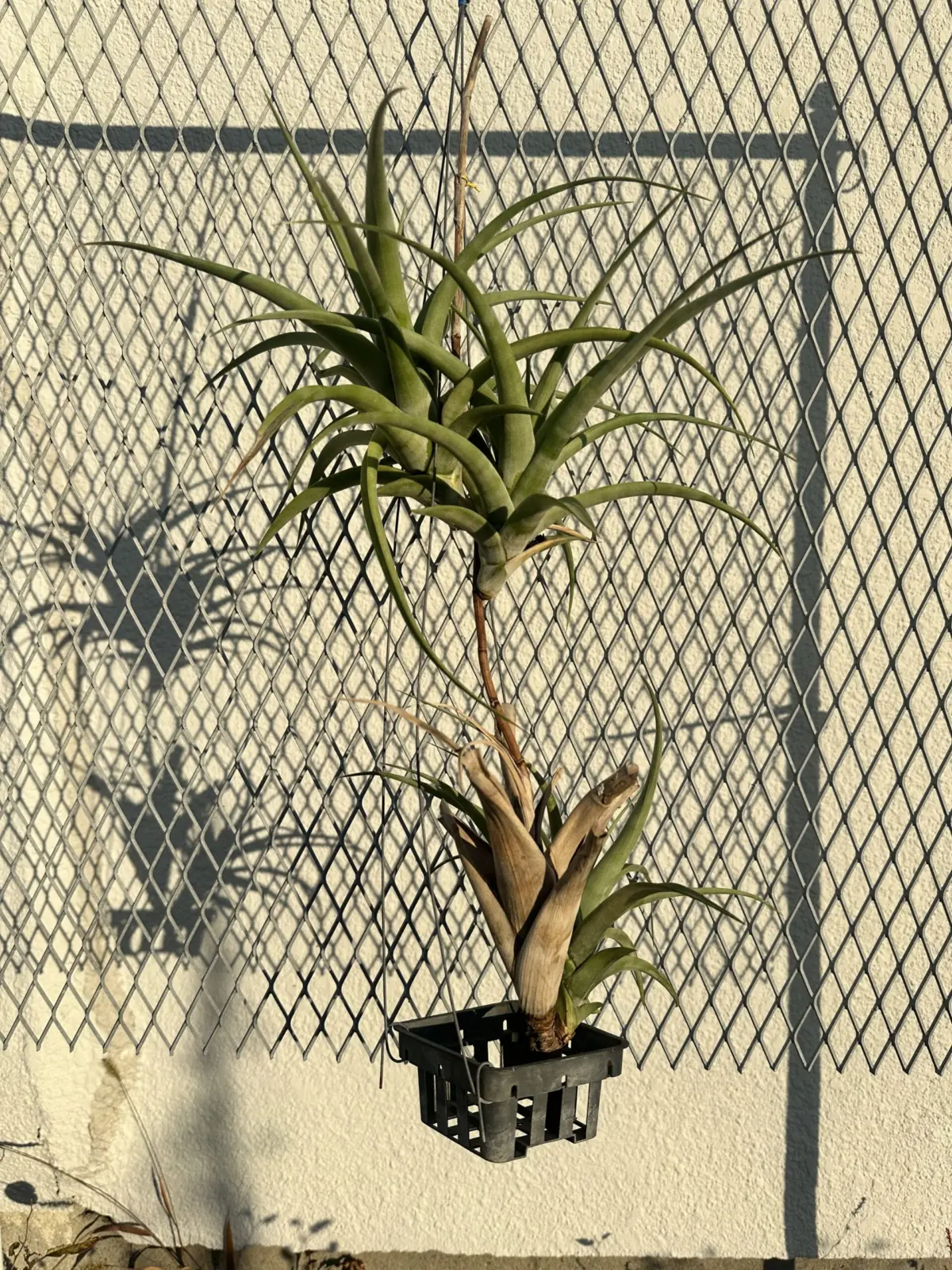 ティランジア　不明種　ビビパラフォーム　フレキシオーサ